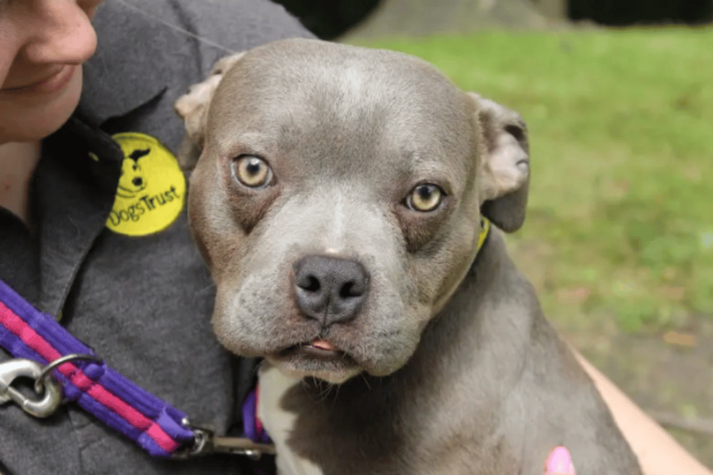Dogs Trust: 11 adorable dogs up for adoption in Merseyside