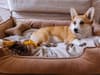 Best dog beds 2022: stylish, comfortable dog beds for all kinds of dogs, and every owner’s budget