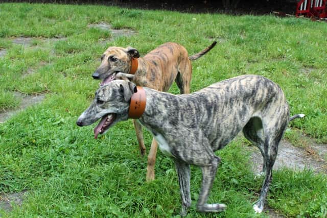 Greyhound sisters Sunny and Sally. Photo: Dogs Trust Merseyside 
