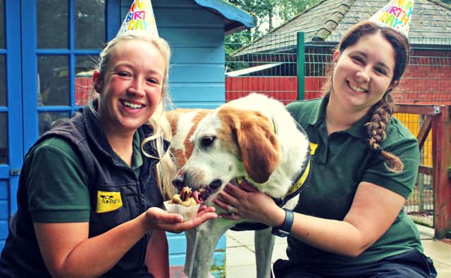 Rambler celebrates with doggie cupcake. Pictured with canine carers Freya McVey (left) and Sally Melia. Photo: Dogs Trust Merseyside 