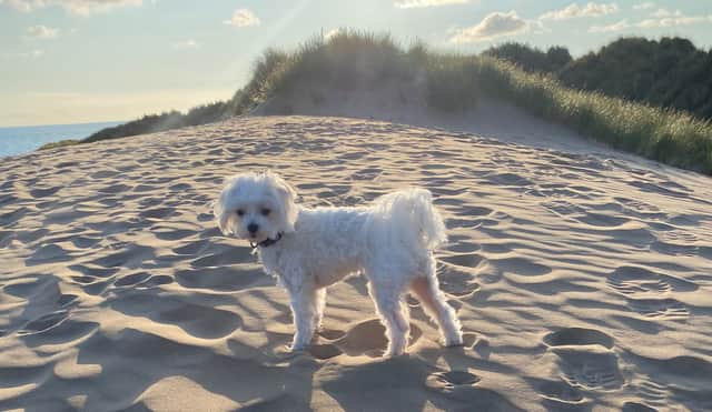 Bella on Formby beach. 
