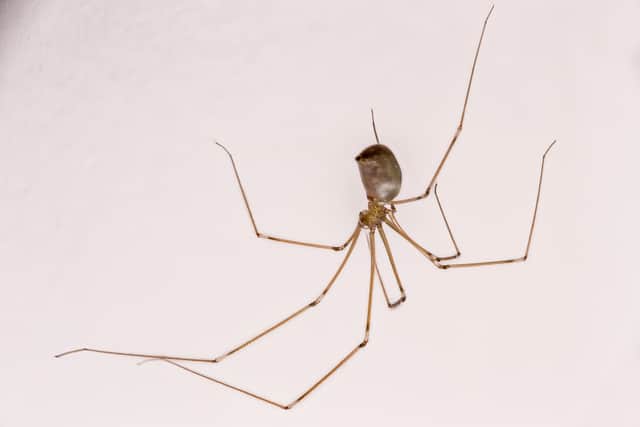 A long-bodied cellar spider. Photo: Shutterstock