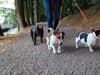 Dog owners in Liverpool  could face £5k fine or jail time for using harnesses over collars for walks