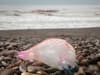Portuguese Man O’War: warning as deadly creatures reach Merseyside beaches