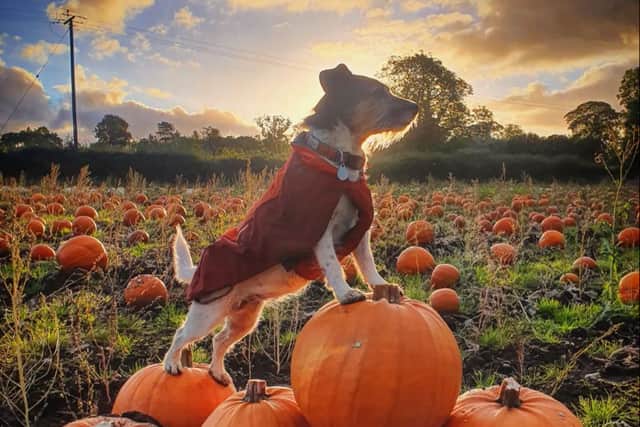 Dog claiming pumpkins at Claremont Farm. Image: @claremontfarm/instagram
