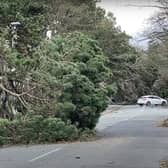 Trees block the road in Sefton.