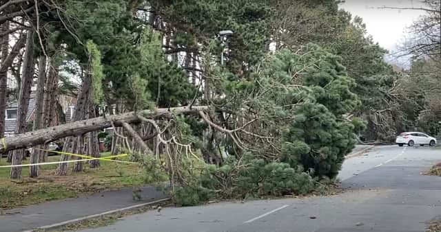 <p>Trees block the road in Sefton.</p>