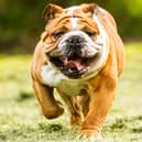 The dogs are believed to be bulldogs. Photo: Shutterstock