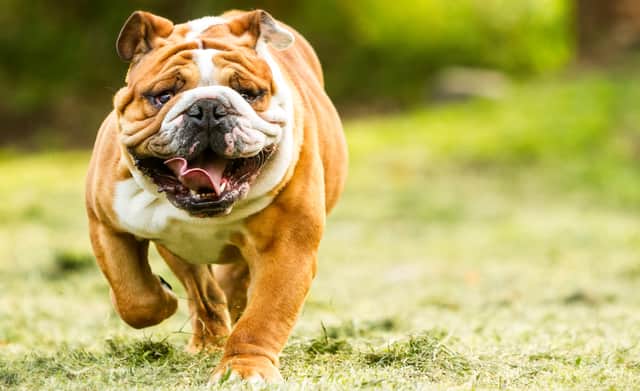 The dogs are believed to be bulldogs. Photo: Shutterstock