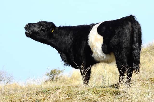Belted Galloway cow on Ainsdale’s sand dunes. Image: John Dempsey 