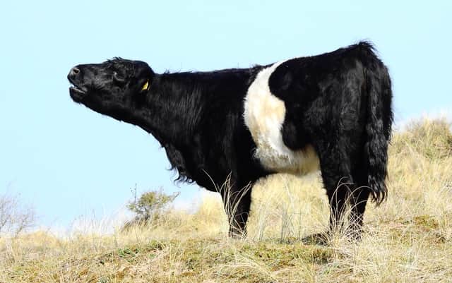 Belted Galloway cow on Ainsdale’s sand dunes. Image: John Dempsey 
