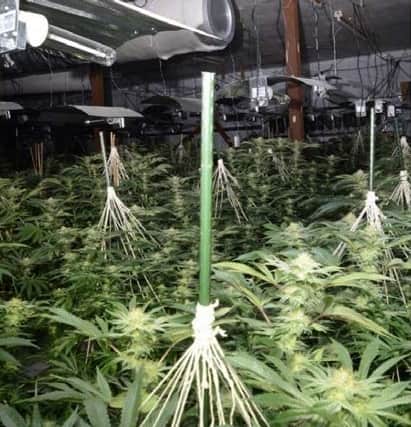 Filey Street cannabis farm. Image: Merseyside Police
