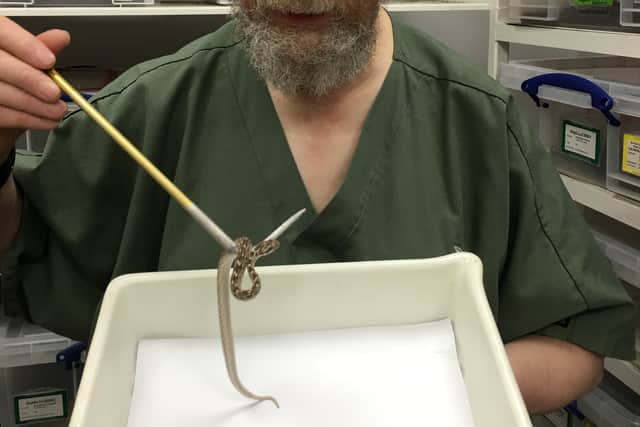 Paul with the tiny but deadly snake found in Manchester. Image: Paul Rowley 