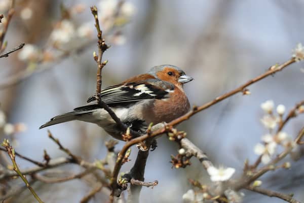 A Chaffinch sits in a tree. Photo: Dan Kitwood/Getty Images