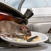 A young rat sniffs leftovers on a plate. Image: torook - stock.adobe.com