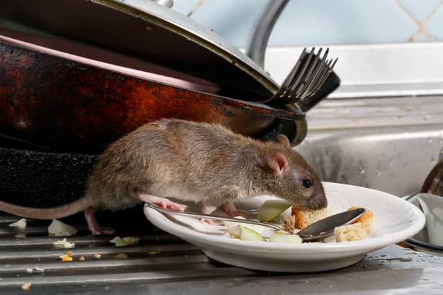 A young rat sniffs leftovers on a plate. Image: torook - stock.adobe.com