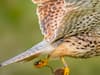Spellbinding Wirral wildlife snap prize listed in global photography competition