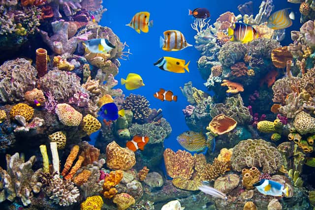 Colorful and vibrant aquarium life. Image: tempusfugit1980 - stock.adobe