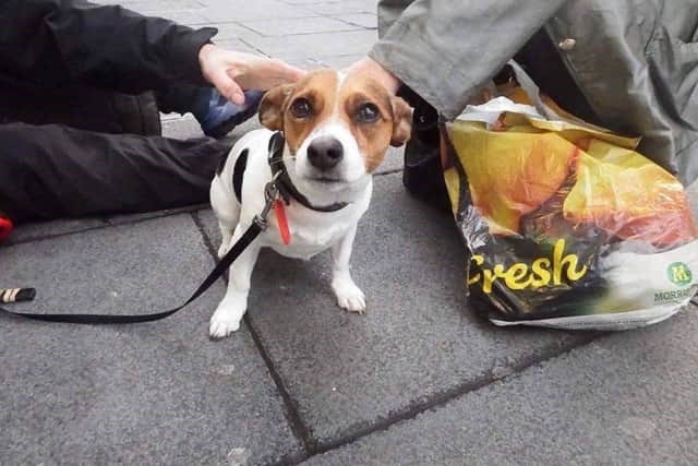 Just one of the homeless dogs that Care for the Paw help look after. Image: careforthepaw 