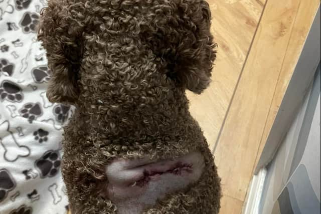 Rob Hamill’s dog Obi was attacked by another dog. Image: Rob Hamill