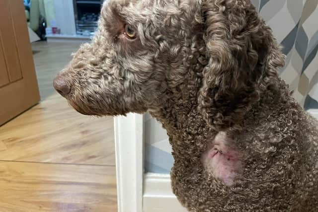 Rob Hamill’s dog Obi was attacked on Ainsdale sand dunes. Image: Rob Hamill