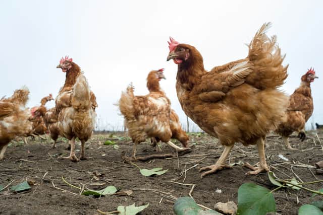 Free range chicken and eggs will be returning to supermarket shelves in May (image: AFP/Getty Images)