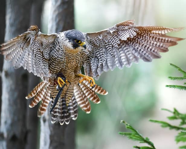 A peregrine falcon spreads its wings. Image: Milan - stock.adobe.com