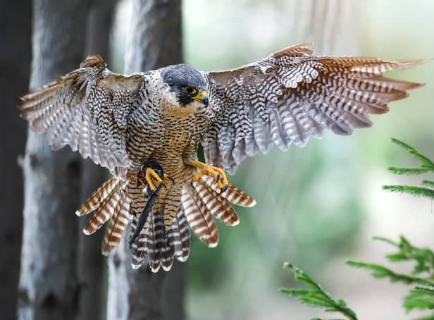 <p>A peregrine falcon spreads its wings. Image: Milan - stock.adobe.com</p>