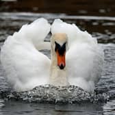 A protective male swan. Image: Stephen - stock.adobe.com
