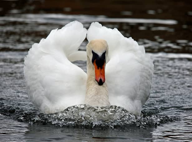 <p>A protective male swan. Image: Stephen - stock.adobe.com</p>