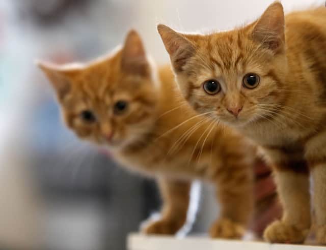Where to go if you want to rehome a cat in Liverpool | LiverpoolWorld