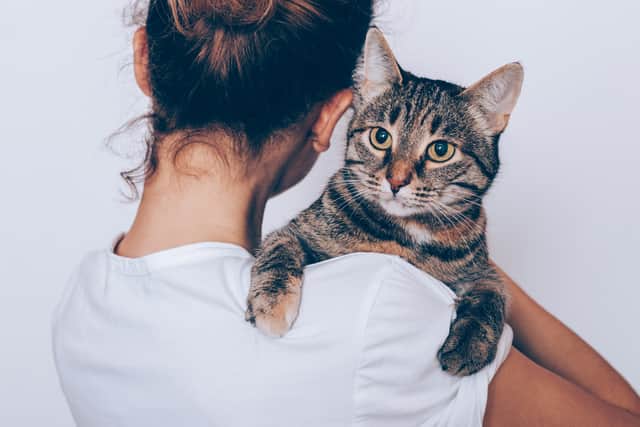 All shelters and rescue centres have a thorough adoption process, that ensure that the cat is going to a suitable home.  (Credit: Adobe Images)
