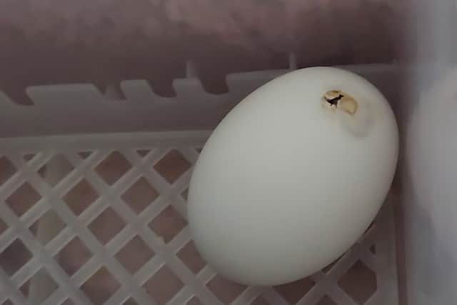 The egg’s beginning to hatch. Image: Deza Empson / SWNS
