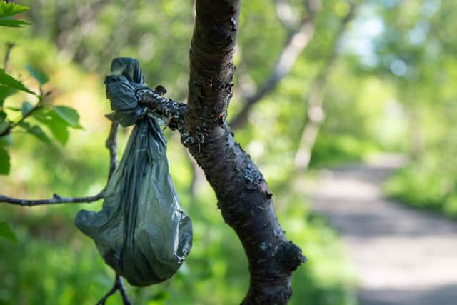 The all too familiar site of a dog poo bag hanging in a tree. Image: Anders Haukland - stock.adobe.co