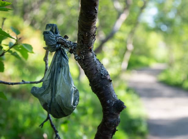 <p>The all too familiar site of a dog poo bag hanging in a tree. Image: Anders Haukland - stock.adobe.co</p>