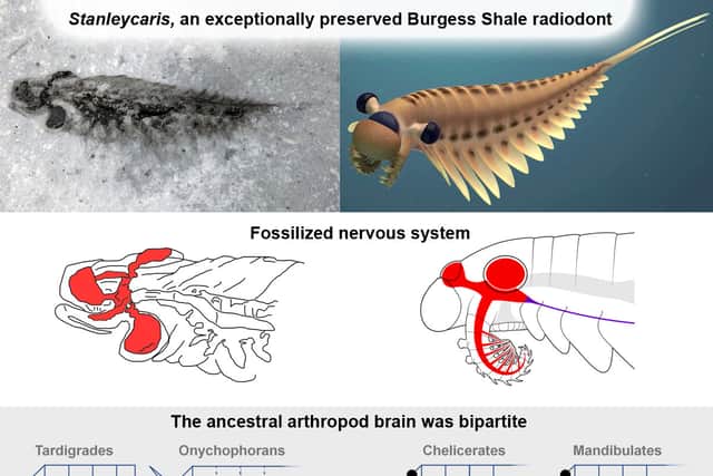 Paper summary, showing the interpretation of the nervous system from fossils of Stanleycaris. Image: Royal Ontario Museum SWNS