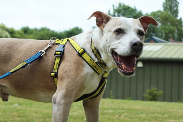 Buddy, who lived on the streets with his owner, is looking forward to enjoying home comforts at the heart of a loving family.