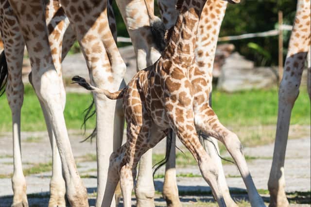 The Rothschild’s giraffe, named Stanley, born at Chester Zoo.
