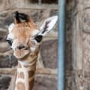 Stanley, a Rothschild giraffe, born at Chester Zoo. Image: Lee McLean/SWNS