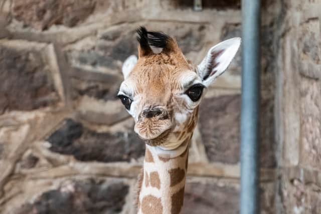 Stanley, a Rothschild giraffe, born at Chester Zoo. Image: Lee McLean/SWNS