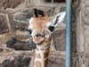 Watch: endangered baby giraffe born at Chester Zoo makes grand entrance by falling 6ft to the ground