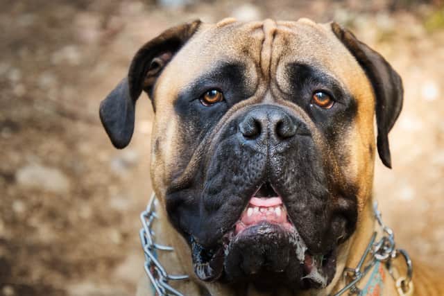 A Bull Mastiff type dog attacked the boy. Image: Michael J Magee - stock.adobe