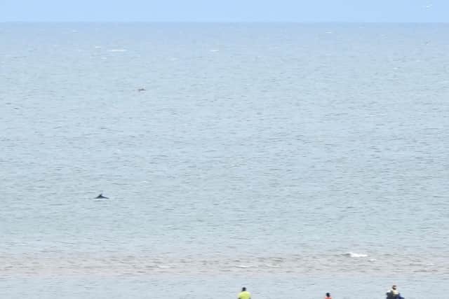 Bottlenose dolphins off the coast of Ainsdale. Image: Green Sefton