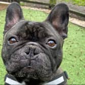 Archie is a French Bulldog cross