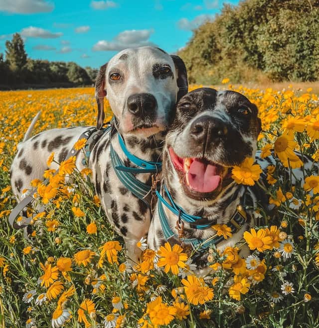 Darcy and Darla pictured enjoying nature.