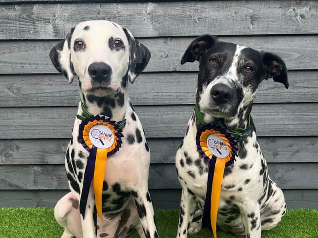 Darcy and Darla proudly show off their rosettes. 