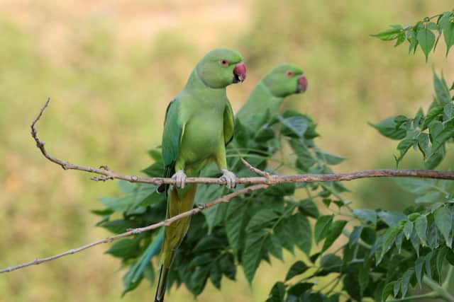 Parakeets are originally native to Africa, Pakistan and India. Image: AFP/Getty Images