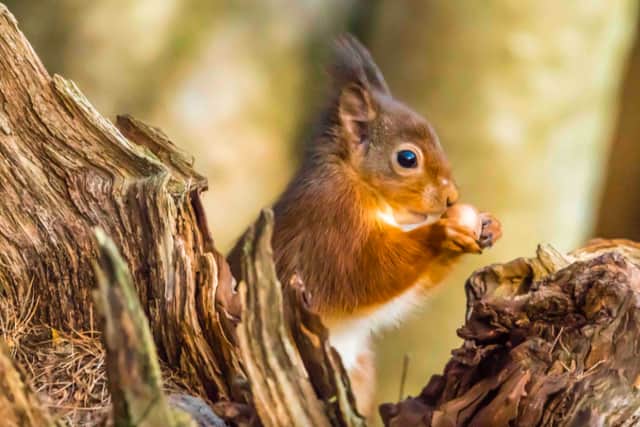 Image: Nicholas Fox/UK Squirrel Accord