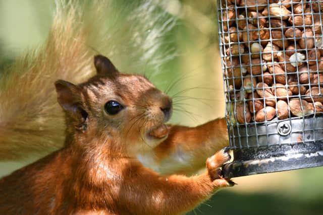 Image: Gary Bruce/UK Squirrel Accord