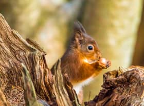 Image: Nicholas Fox/Red Squirrel Accord